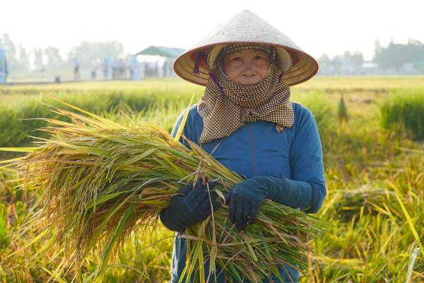 7 xã ở Cần Thơ tham gia dự án liên quan lúa gạo phát thải thấp