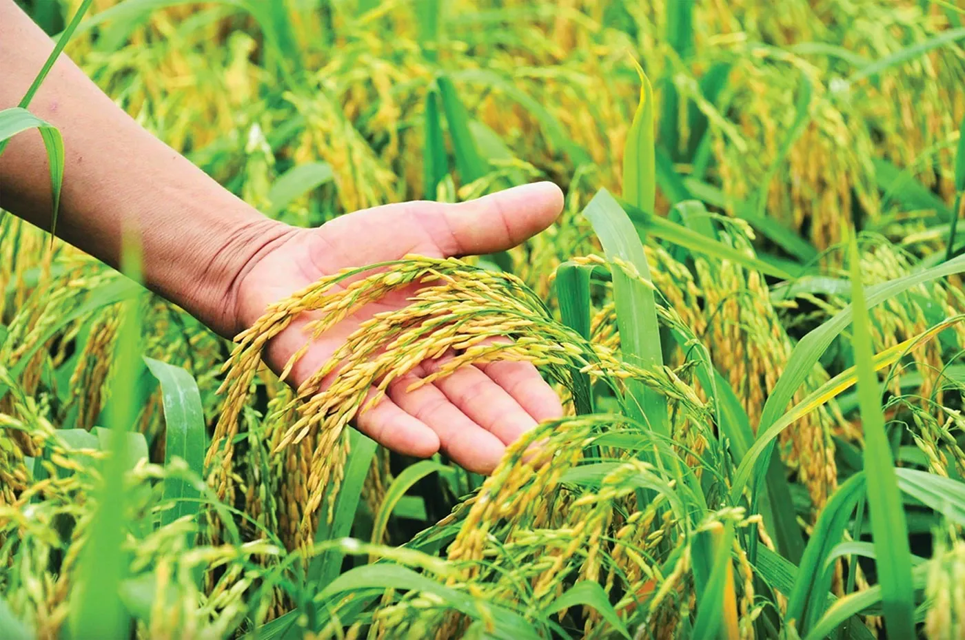 Trình chiếu ảnh - Nông nghiệp Lập Hưng
